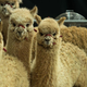 Group of fluffy alpacas looking at camera